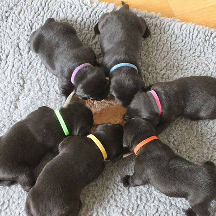 12 Colours Pet Whelping ID Collar Bands