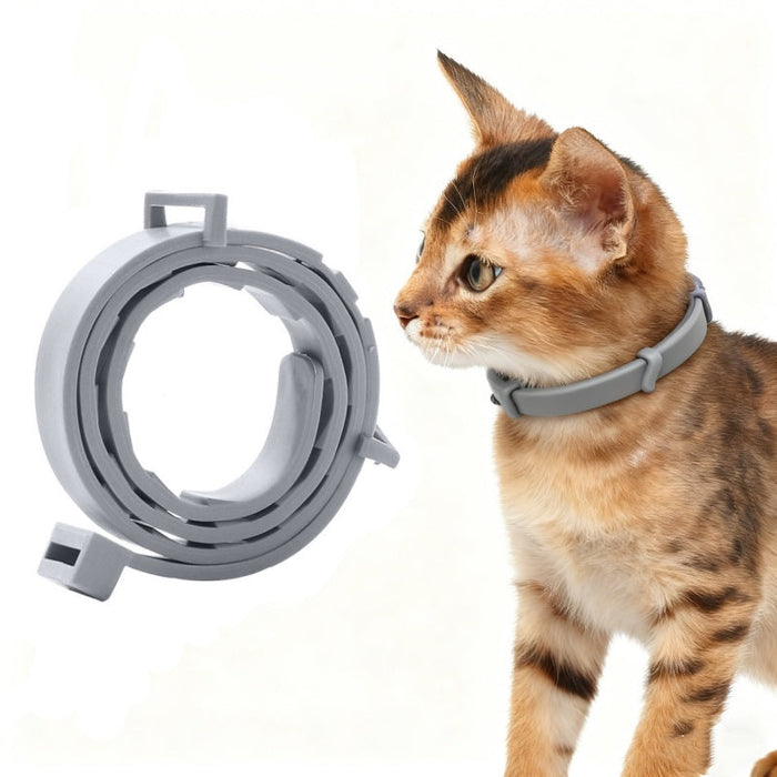 Cat wearing a gray collar next to a metal ring on a white background