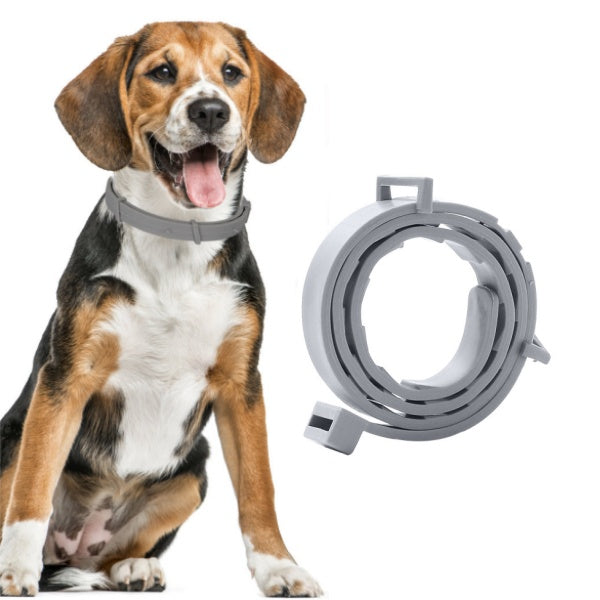 Dog wearing a gray collar with a detachable ring on a white background
