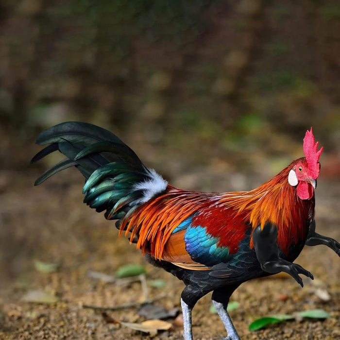 Chicken Wing Arms -4 Pack