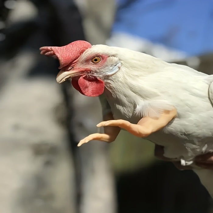 Chicken Wing Arms -4 Pack