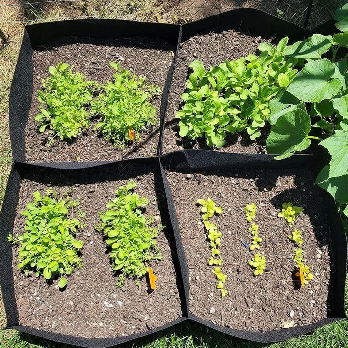 Four black fabric grow bags arranged in a square on grass, filled with soil and young green plants. Some plants are leafy greens and others are small yellow seedlings.