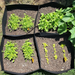 Four black fabric grow bags arranged in a square on grass, filled with soil and young green plants. Some plants are leafy greens and others are small yellow seedlings.