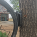 Bicycle wheel attached to a tree with a blurred background