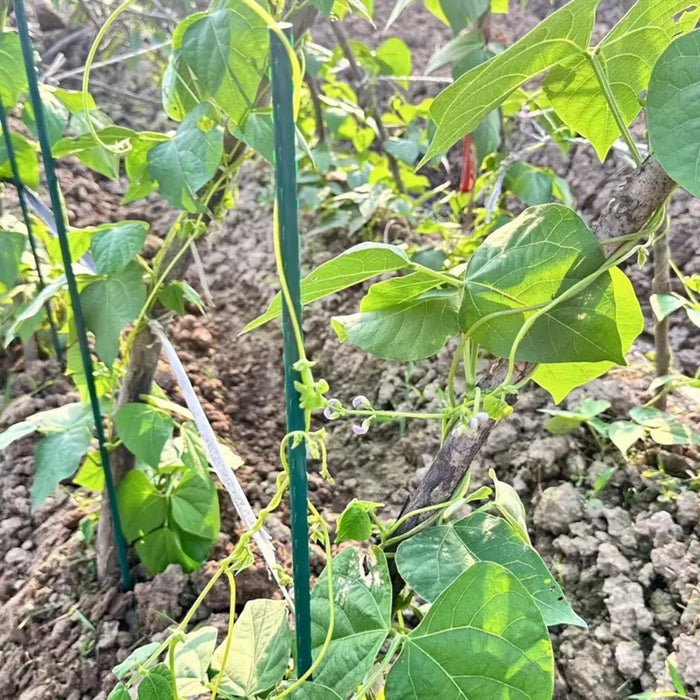 A Frame 16mm Garden Climbing Support Trellis Set