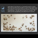 Moth trap with moths on a white background and text about moth trap physics.