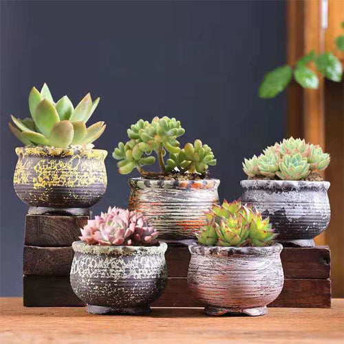 ceramic succulent planters Low Abstract Ceramic Succulent Pots 5 Pack — Off The Back