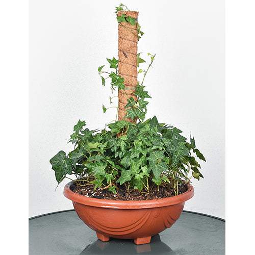 Coconut Liner For Climbing Plants 50 Cm