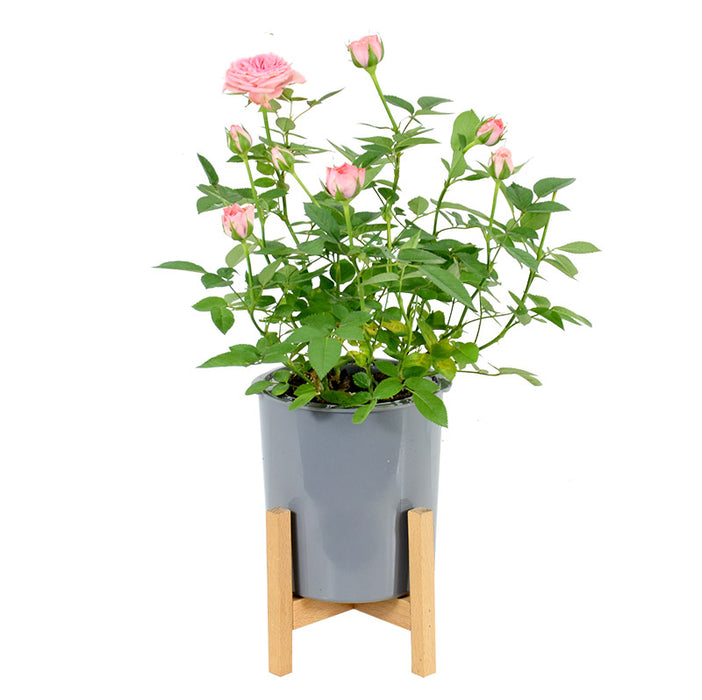 Modern Gray Plastic Plant Pot with Wood Stand  - Small