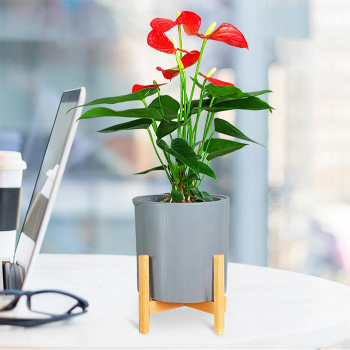 Modern Gray Plastic Plant Pot with Wood Stand  - Small